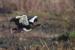 Plectropterus gambensis
