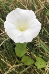 Calystegia tuguriorum