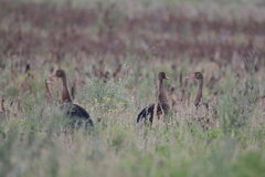 Plectropterus gambensis