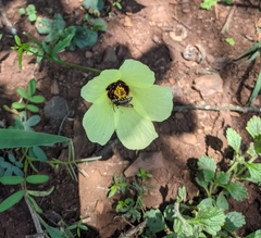Hibiscus calyphyllus