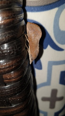 Hypocala guttiventris