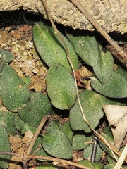 Drimiopsis pusilla image