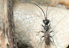 Dolichurus