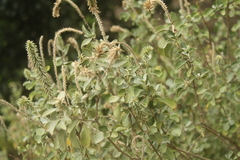 Achyranthes splendens