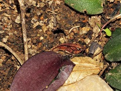 Drimiopsis pusilla image