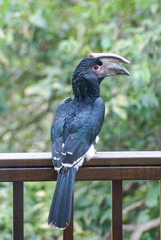 Bycanistes bucinator