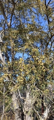 Phyllanthus emblica