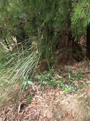 Xanthorrhoea concava