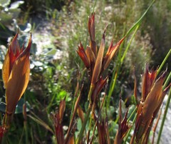 Willdenowia glomerata