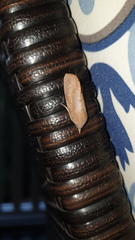 Hypocala guttiventris