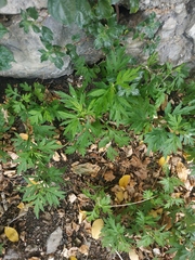 Artemisia verlotiorum