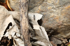 Dolichurus
