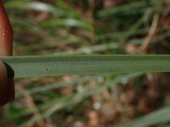 Xanthorrhoea concava