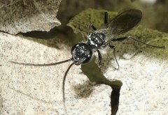 Dolichurus