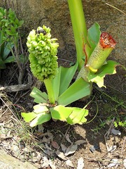 Eucomis