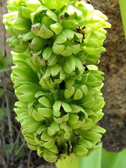 Eucomis