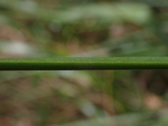 Xanthorrhoea concava