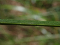 Xanthorrhoea concava