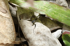 Dolichurus