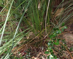 Xanthorrhoea concava
