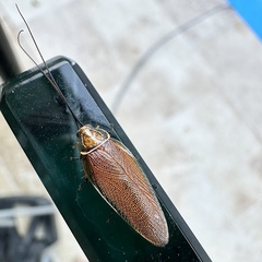 Balta bicolor