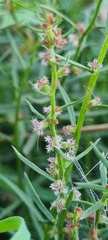 Haloragis heterophylla