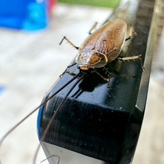 Balta bicolor