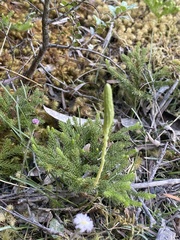 Austrolycopodium