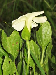 Thunbergia atriplicifolia image