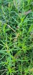 Haloragis heterophylla