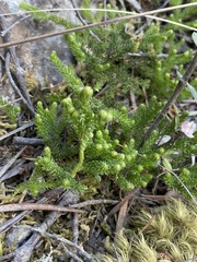 Austrolycopodium