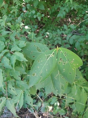 Euonymus latifolius