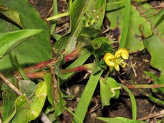 Commelina africana