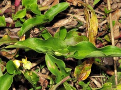 Commelina africana