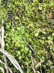 Solenostoma gracillimum