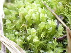 Solenostoma gracillimum