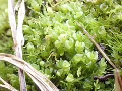 Solenostoma gracillimum