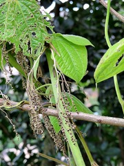 Dioscorea dregeana