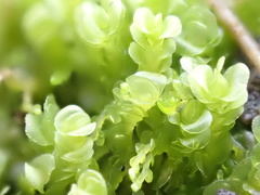 Solenostoma gracillimum