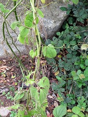 Dioscorea dregeana
