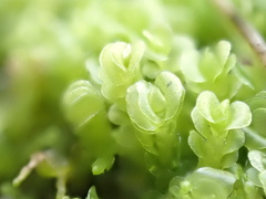 Solenostoma gracillimum