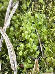 Solenostoma gracillimum