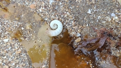 Spirula spirula