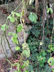 Dioscorea dregeana