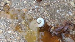 Spirula spirula