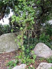 Dioscorea dregeana
