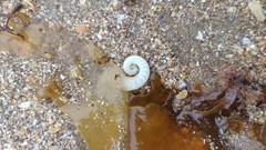 Spirula spirula