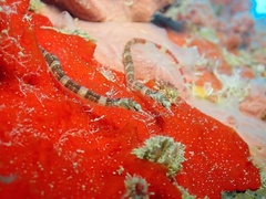 Syngnathidae