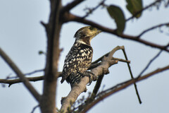 Leiopicus mahrattensis