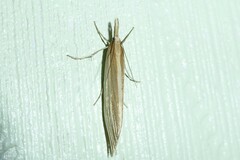 Orocrambus angustipennis